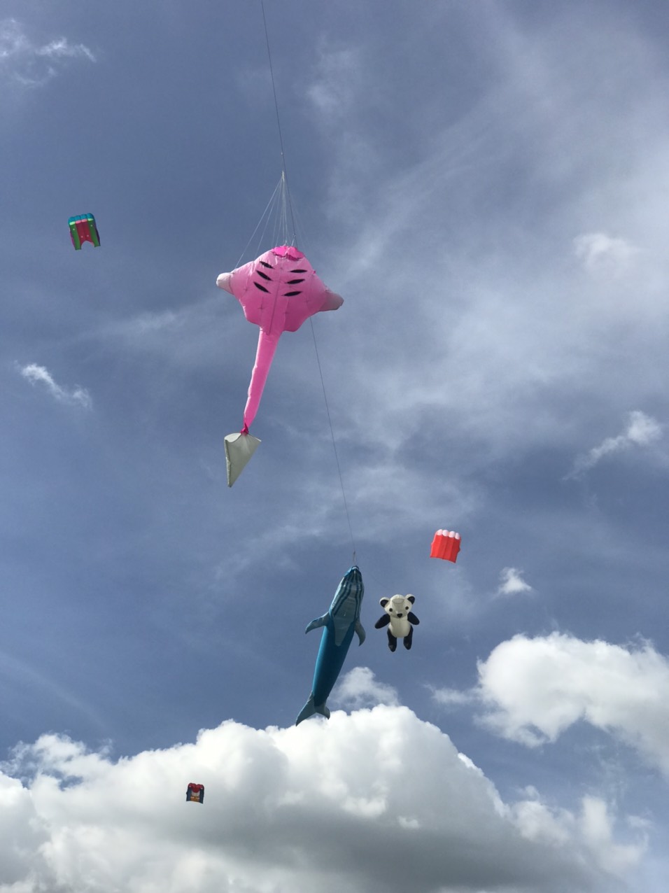 .:::Thế Giới Diều:::.Diều Độc - Đẹp - Lạ